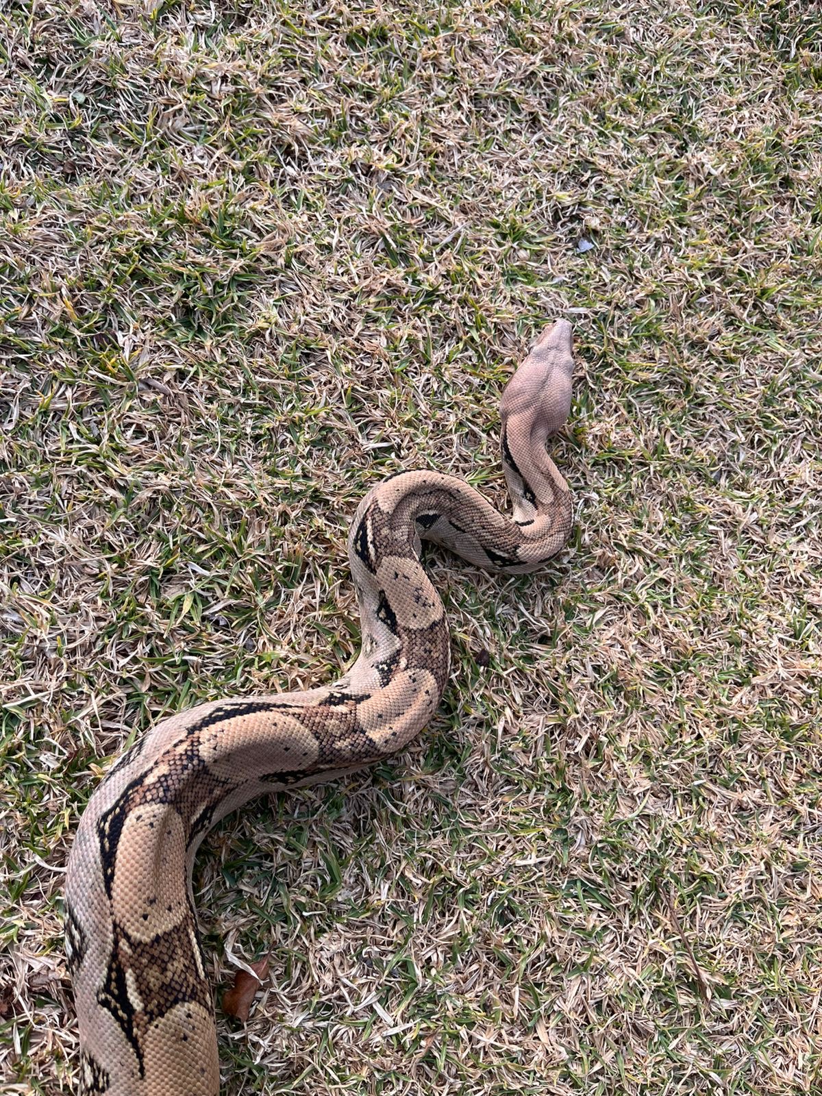 Image of Reptile Realm 8