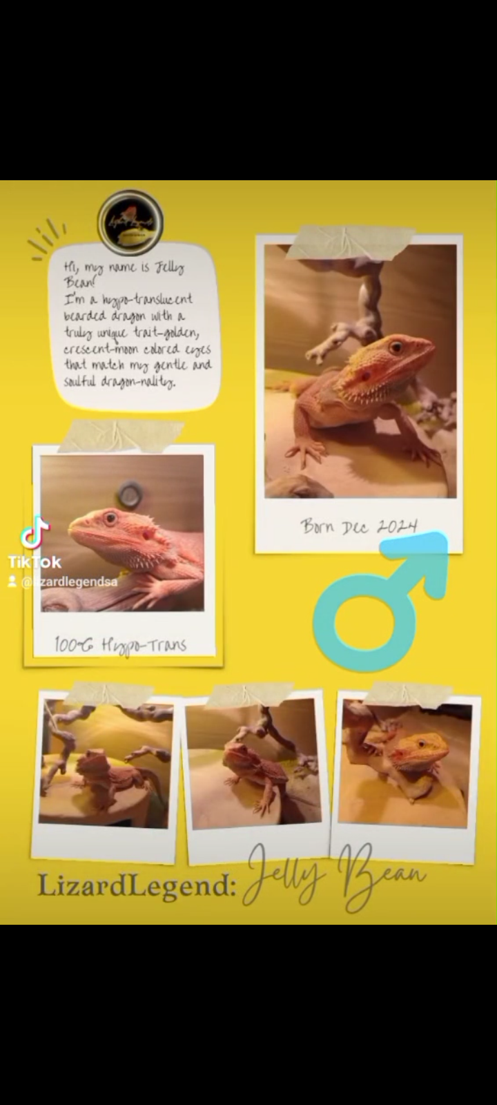 Bearded Dragon Hypo Translucent Born Dec 2024