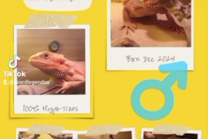 Hypo Translucent Born Dec 2024