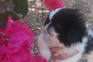 Pekingese