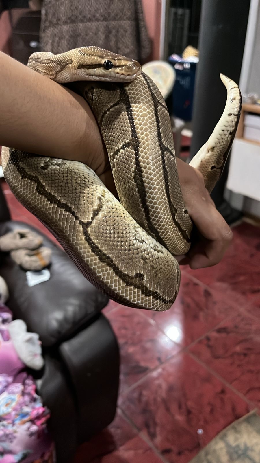 Image of Pinstripe Spark 1