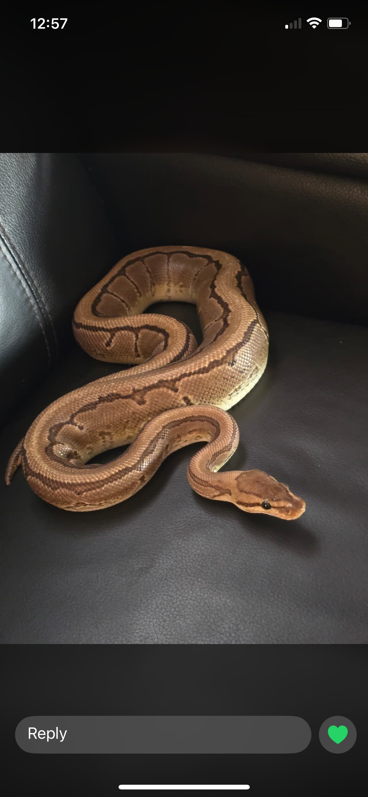 Image of Pinstripe Spark 2