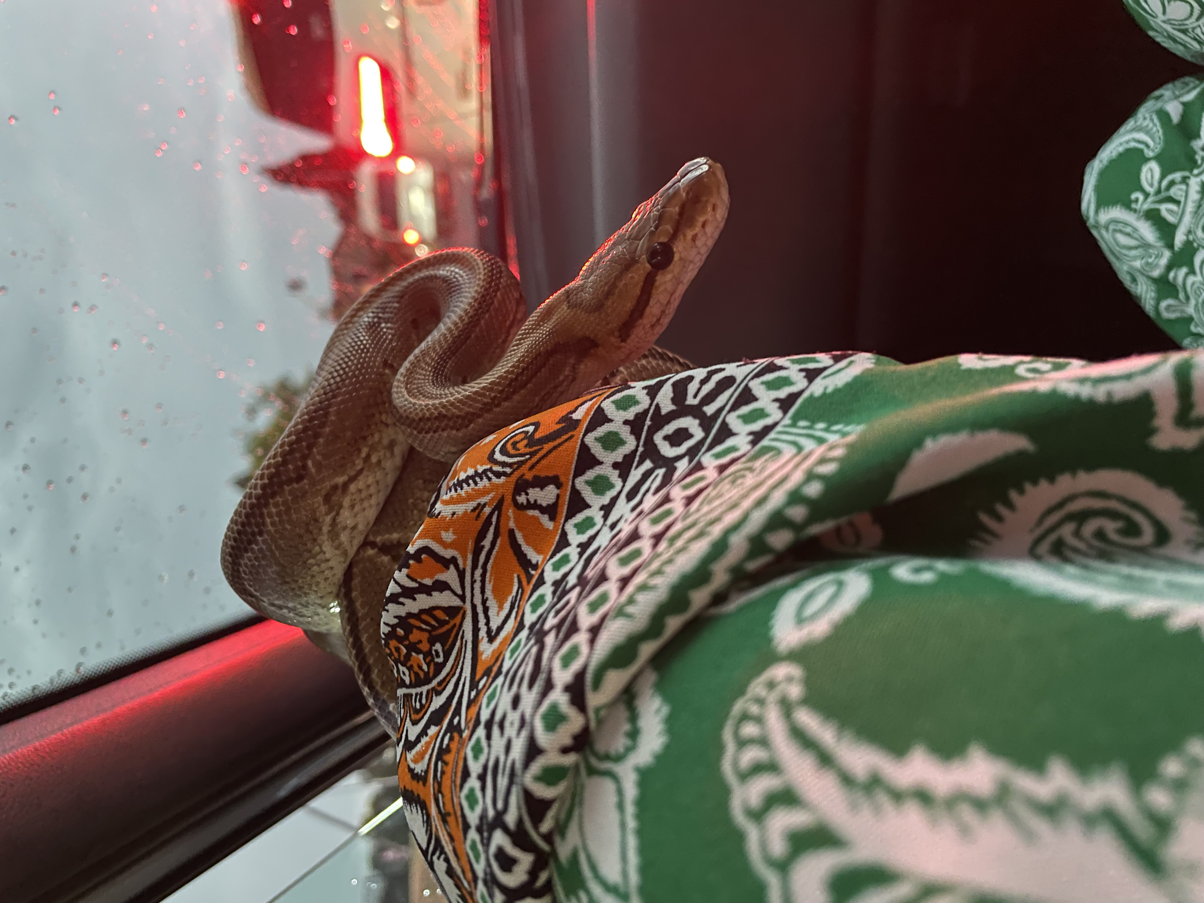 Image of Pinstripe Spark 3