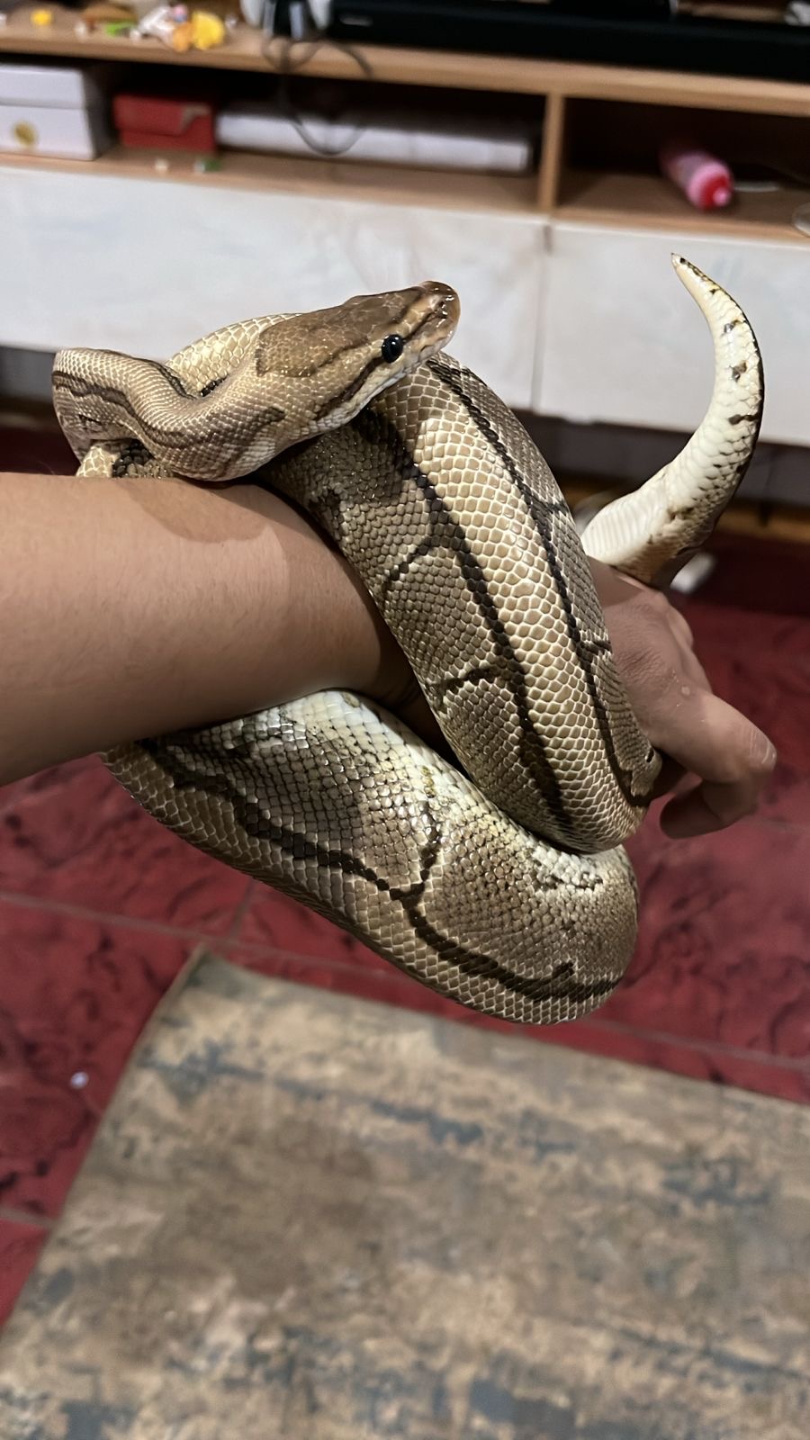 Ball Python Pinstripe Spark