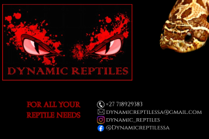 Dynamic Reptiles