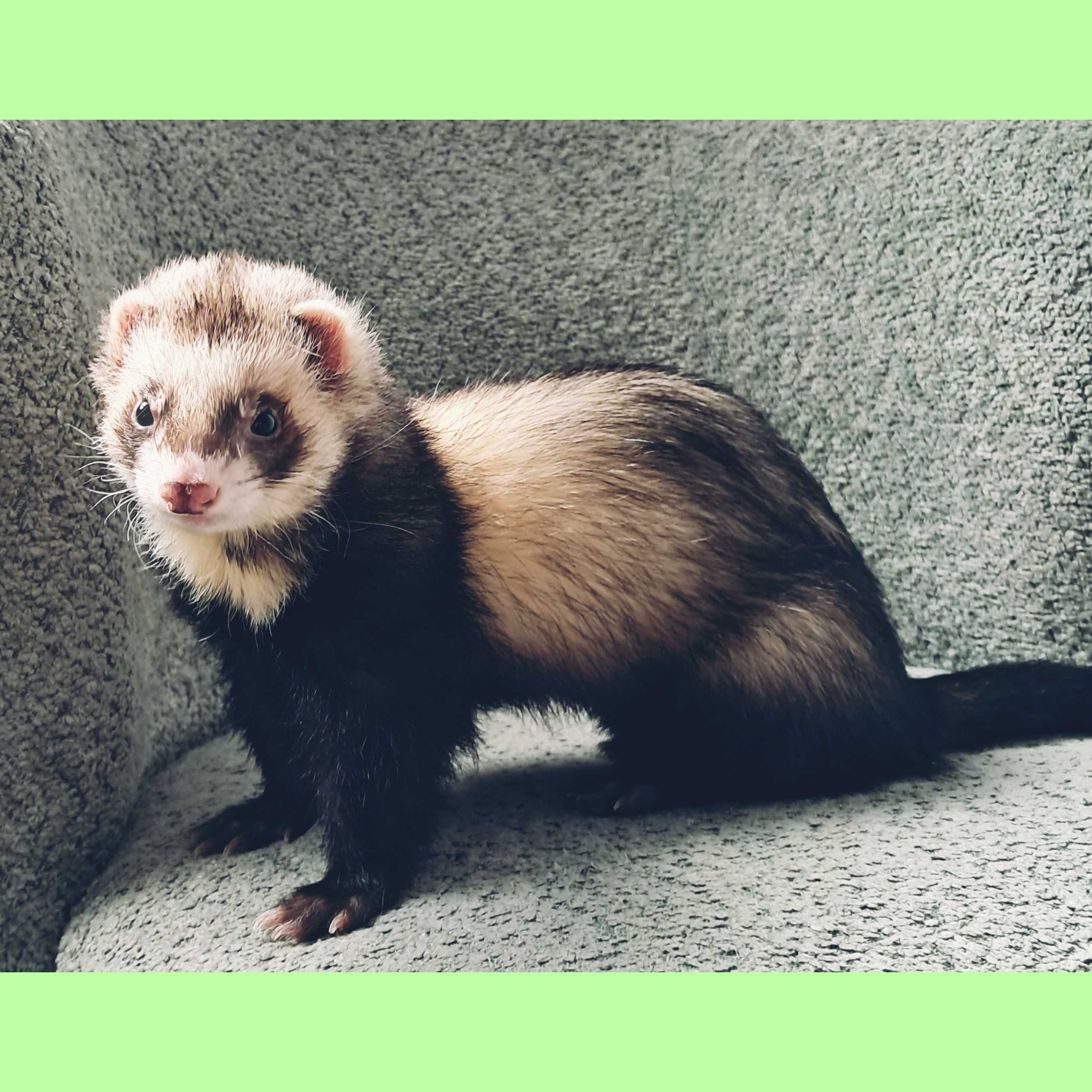 Kits and Kittens 101 photo 1