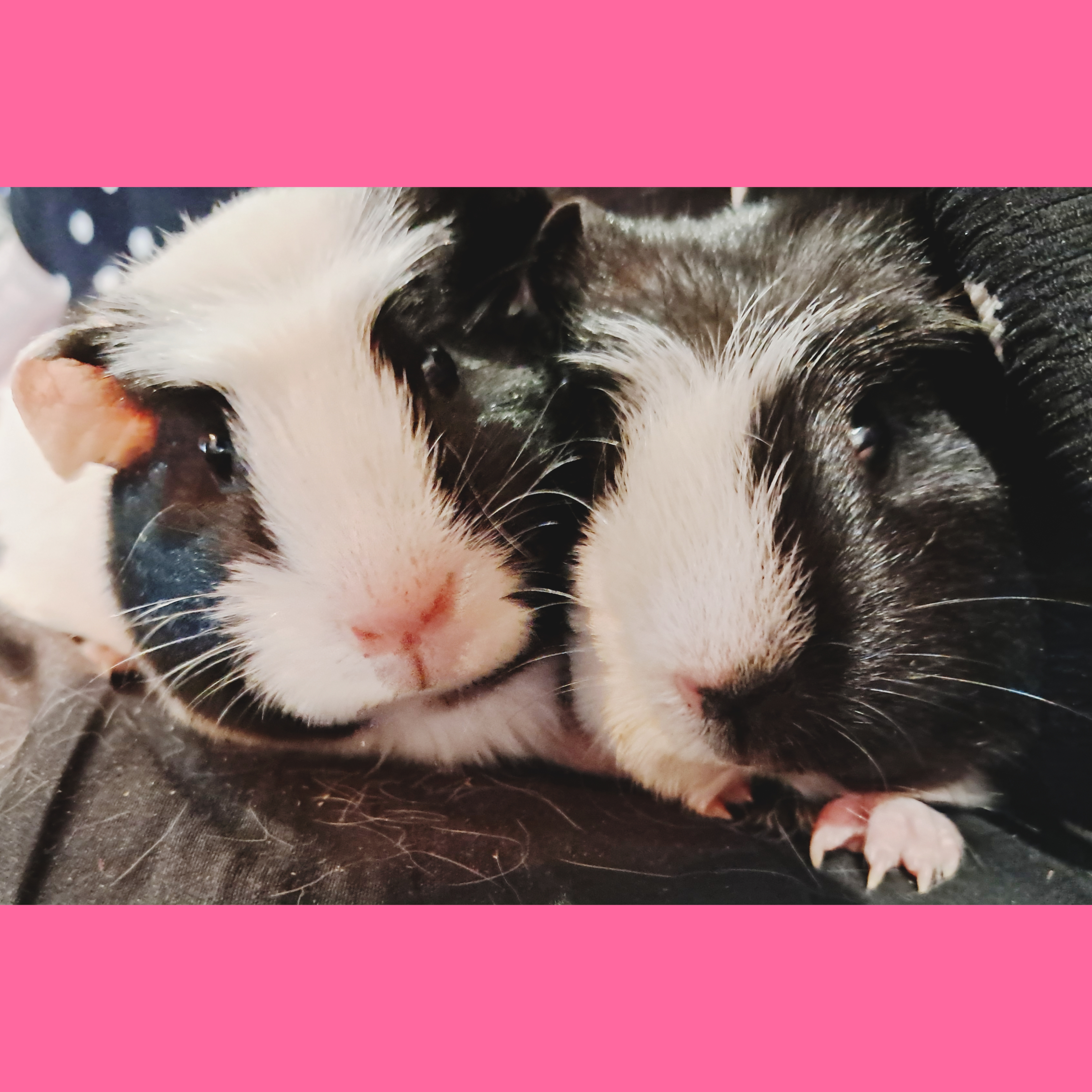 Kits and Kittens 101 photo 2