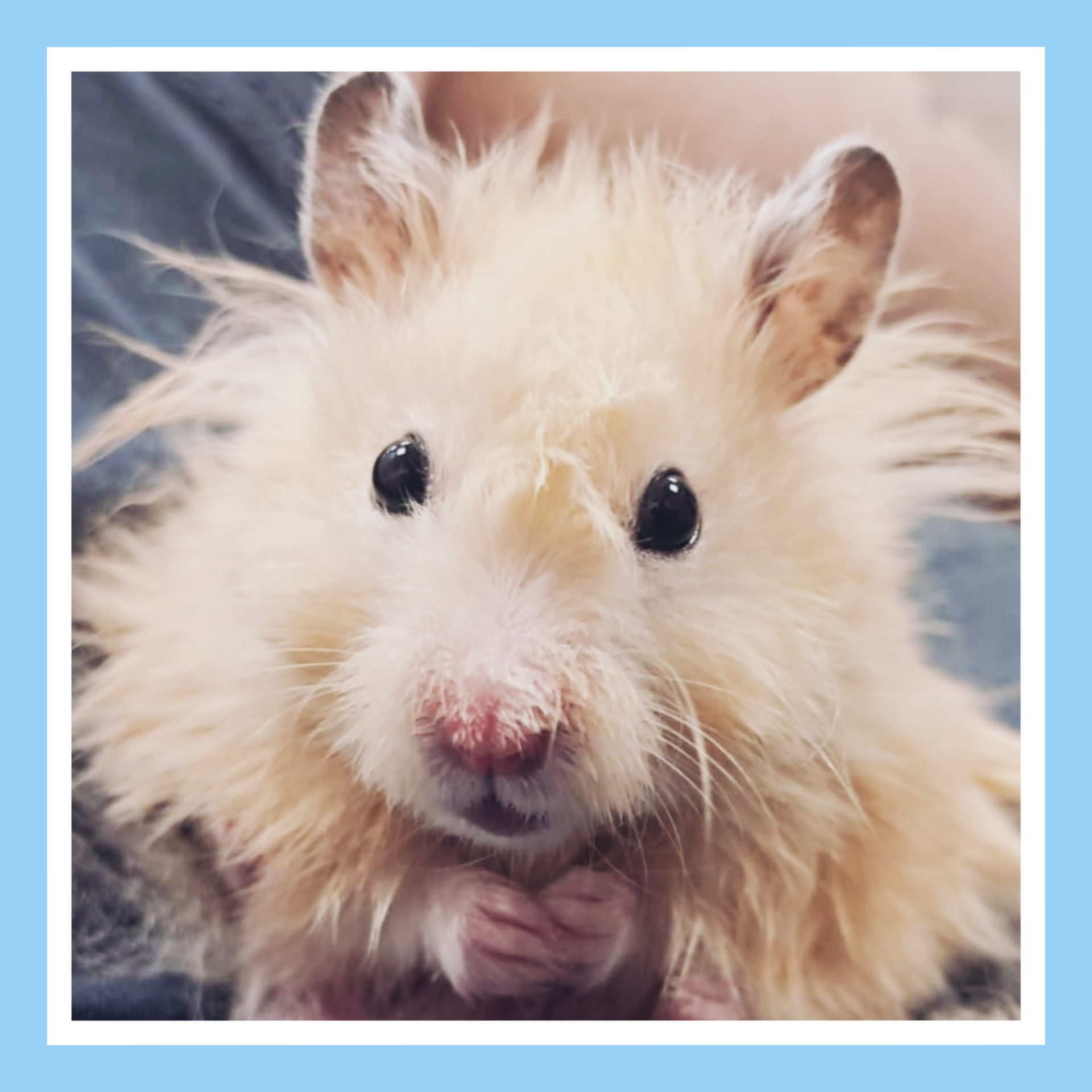 Kits and Kittens 101 photo 3