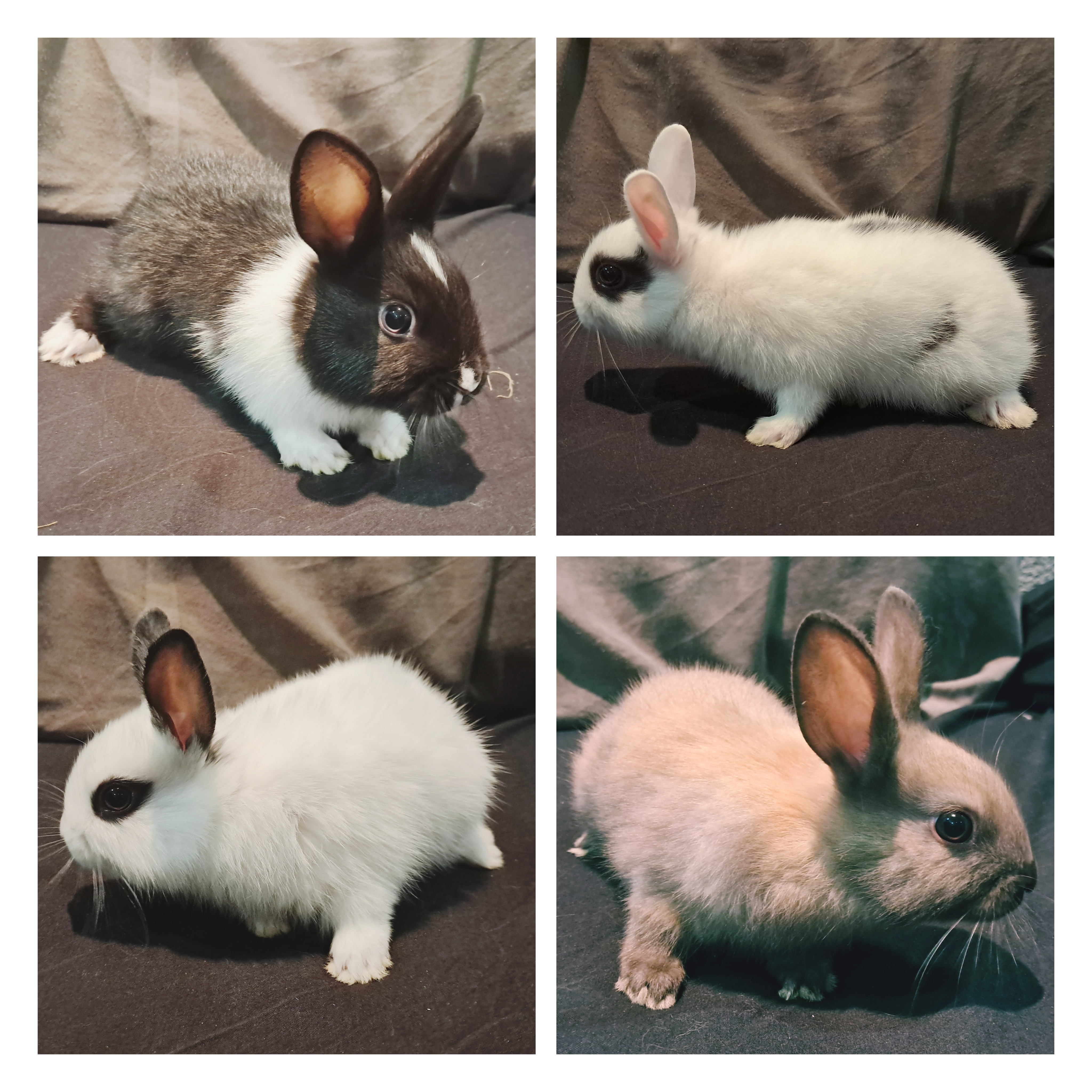 Rabbit (Domestic) Baby half dwarves