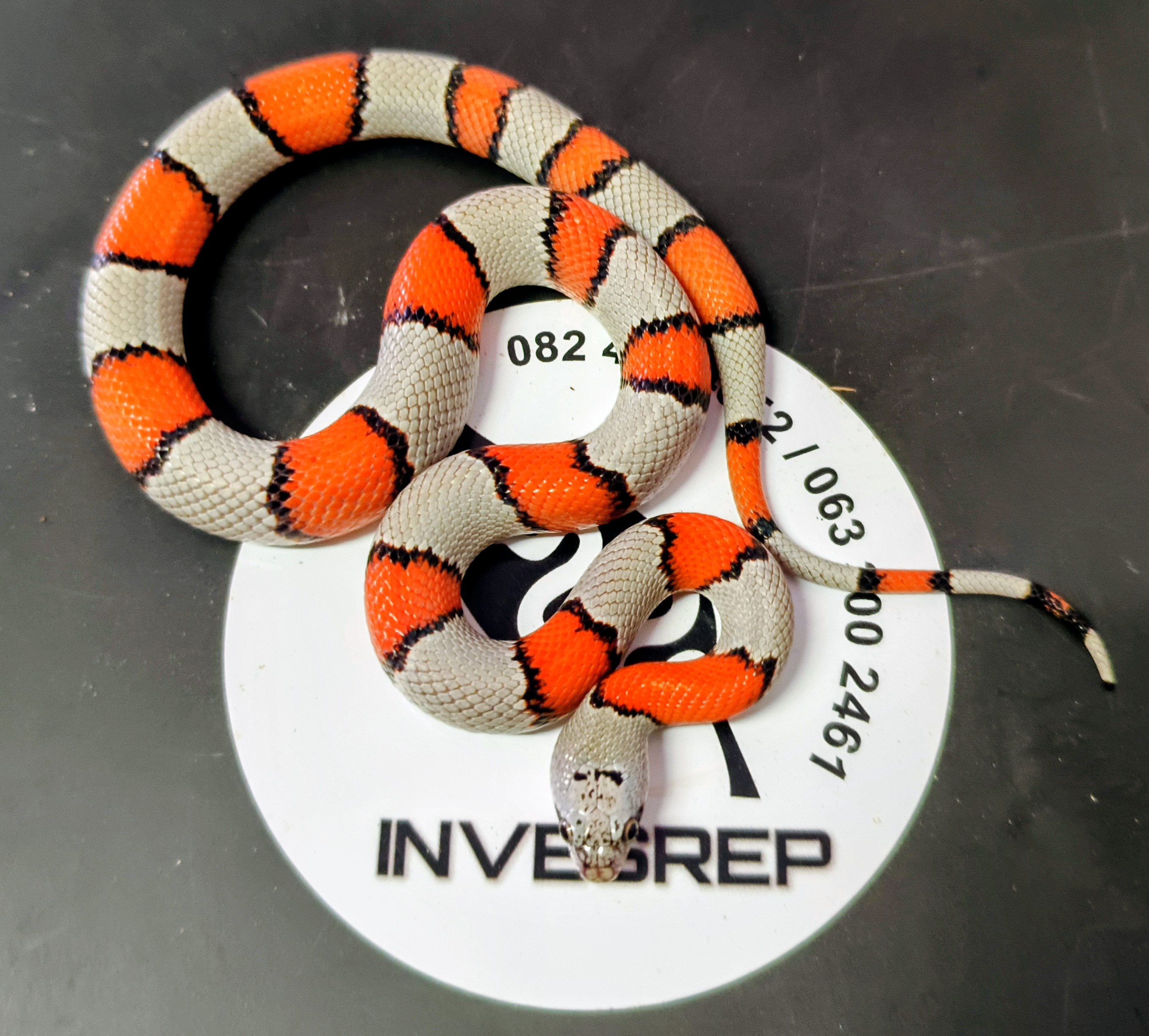 Image of Invesrep 8
