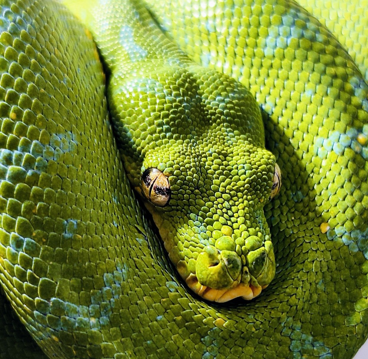 Invesrep cover image