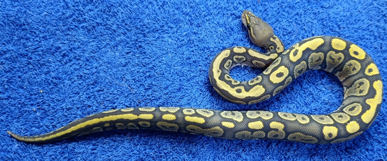 Ball Python Mahogany hypo