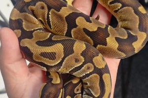Enchi 100% het pied 100% het Axanthic