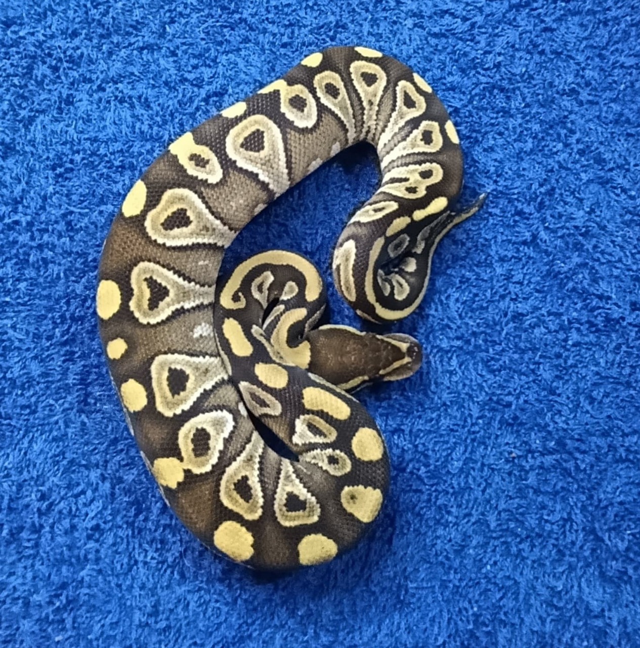 Ball Python Mojave 66% het hypo
