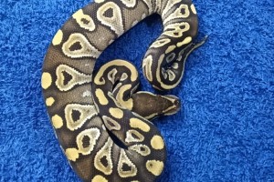 Mojave 66% het hypo