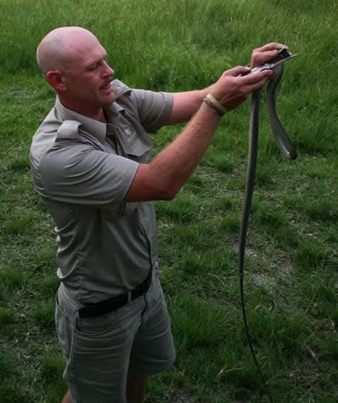 Image of Predator Reptile and Animals 4