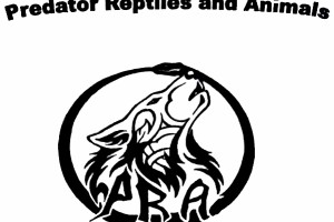 Predator Reptile and Animals