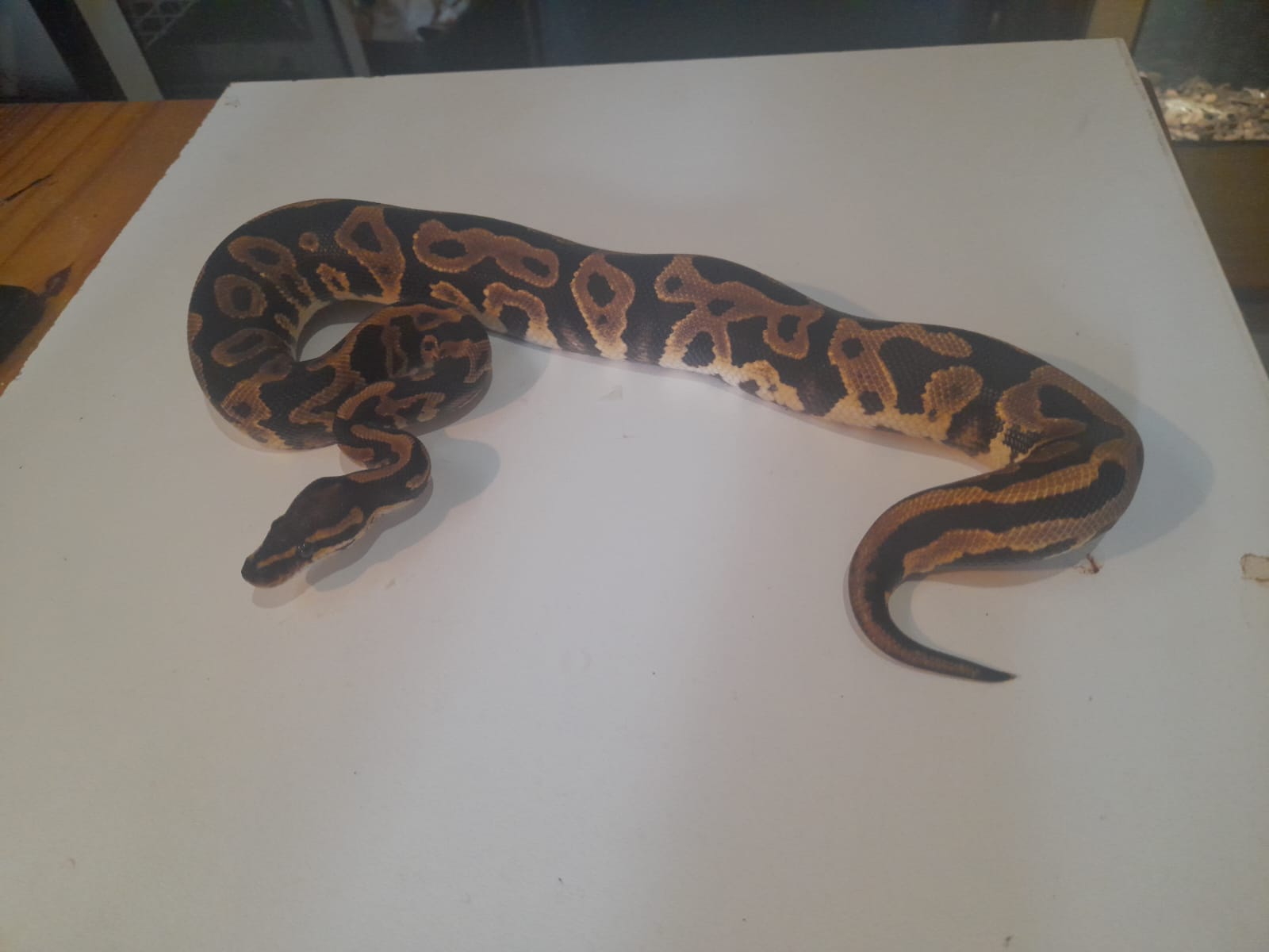 Ball Python Leopard ball python
