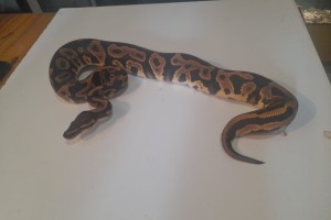 Leopard ball python
