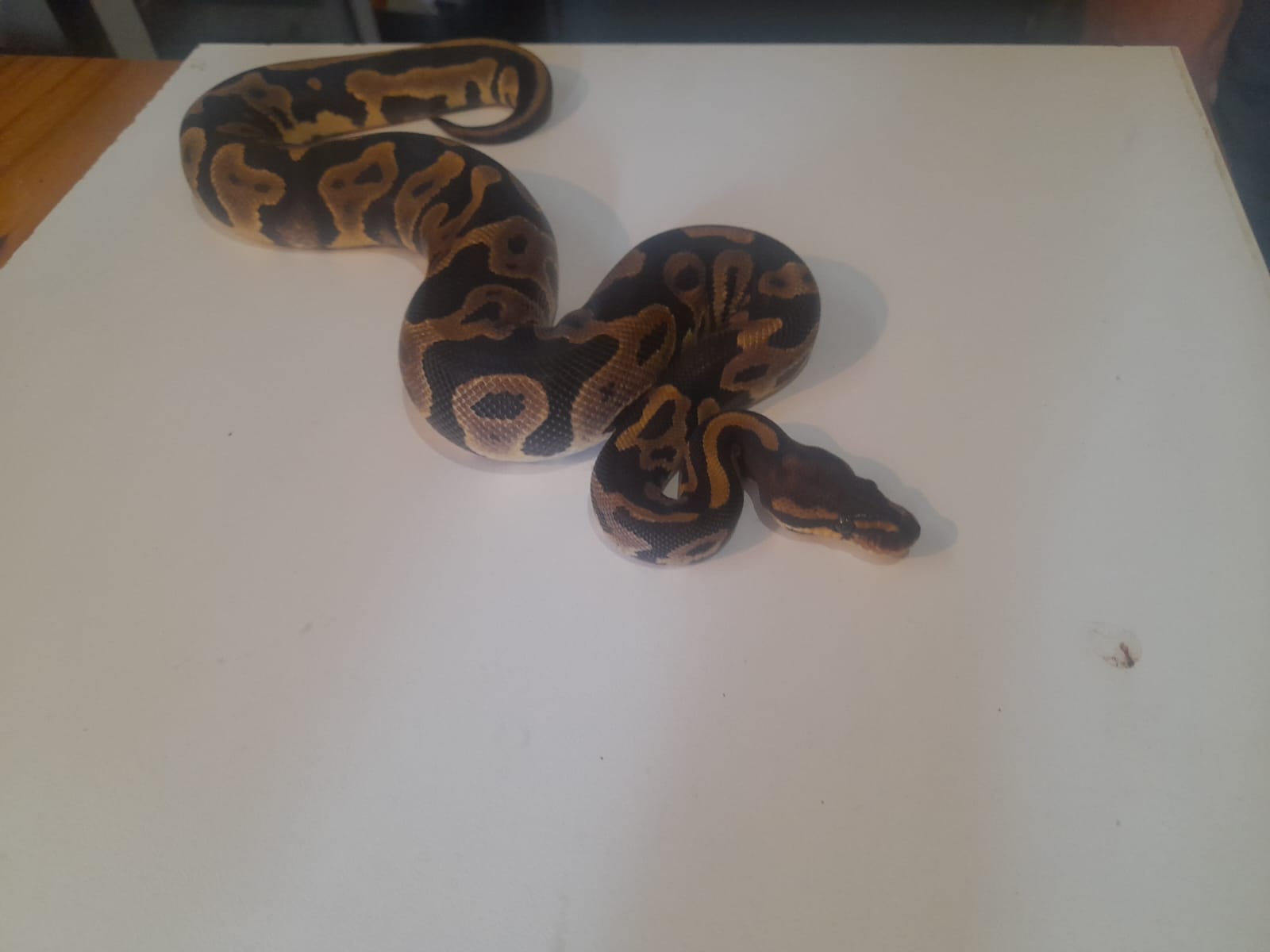 Ball Python Leopard ball python
