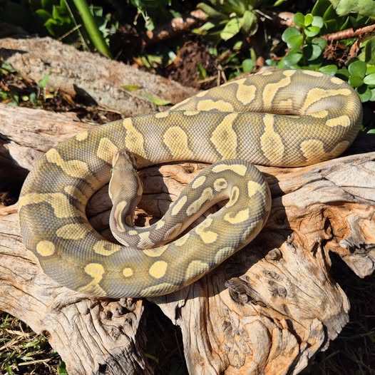 Image of Upscale Reptiles 7