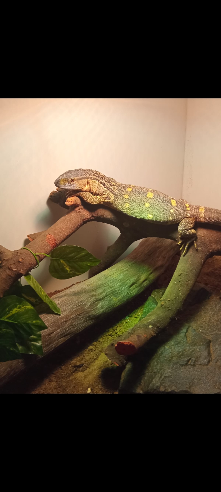 Image of EARTH Creatures 8