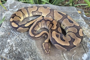 Red Stripe Yellow Belly