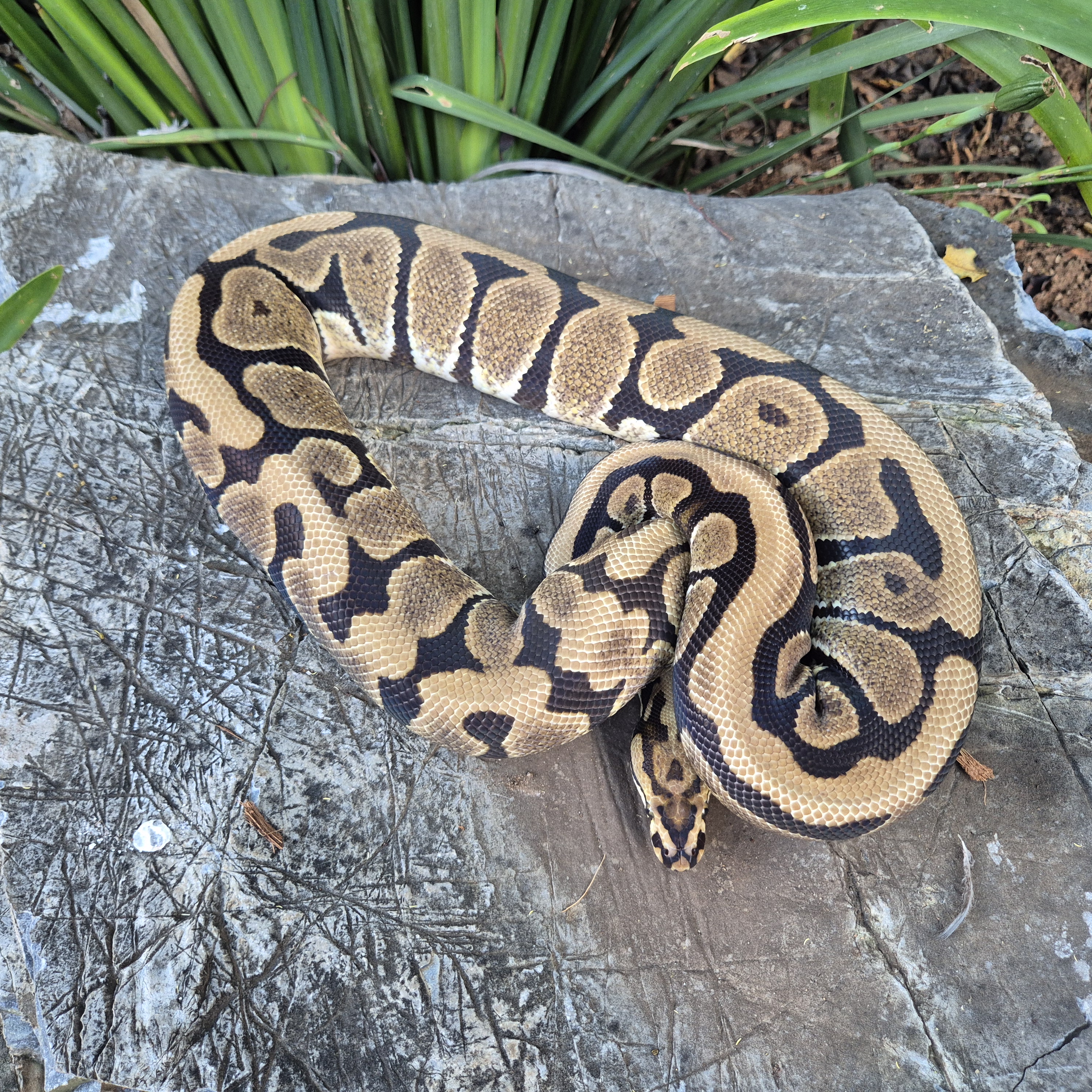 Ball Python Spotnose Het Albino Het Clown