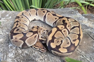 100% Double Het Clown Piebald 66% Possible Het Lavender Albino