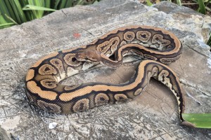 Black Pastel Red Stripe