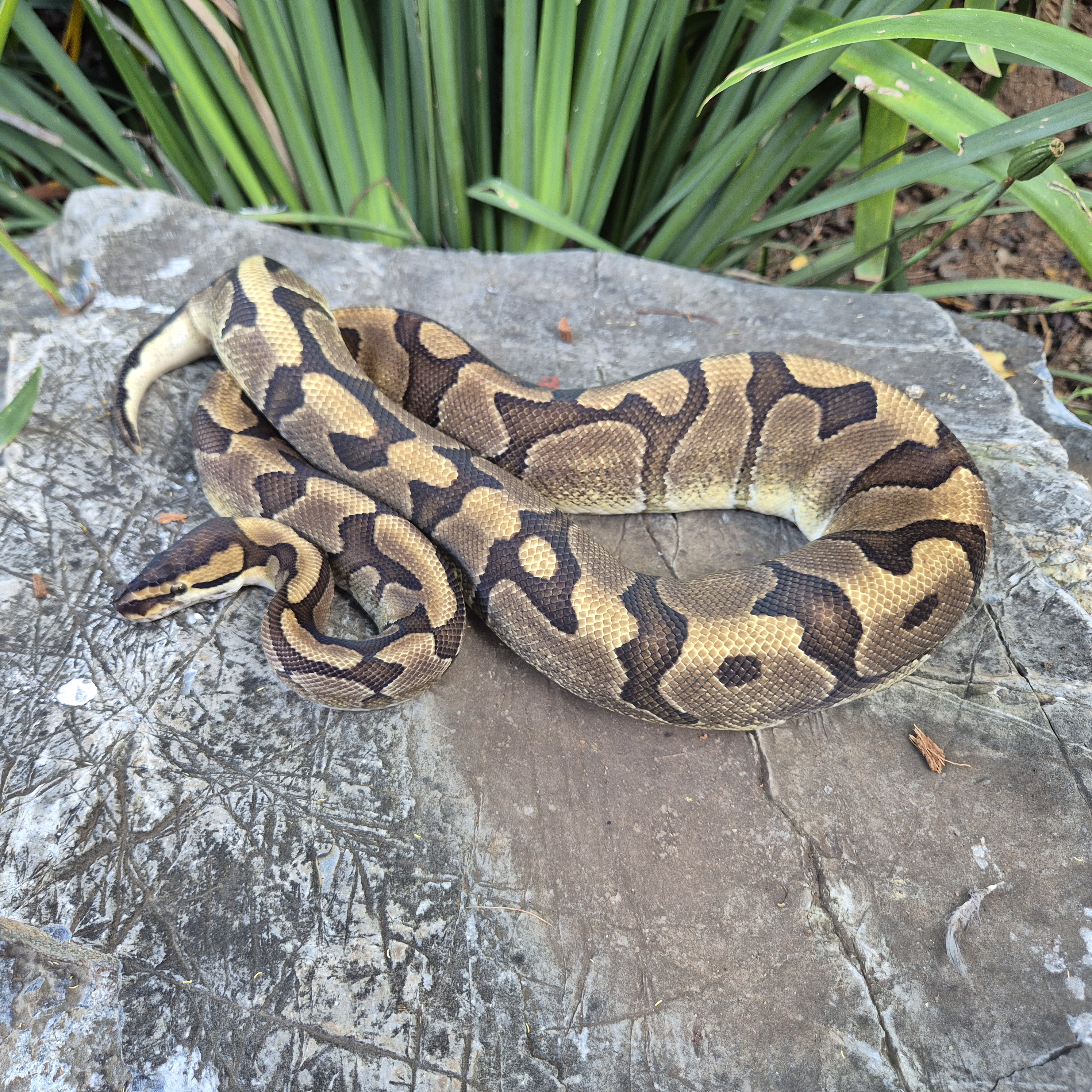 Ball Python Enchi Red Stripe