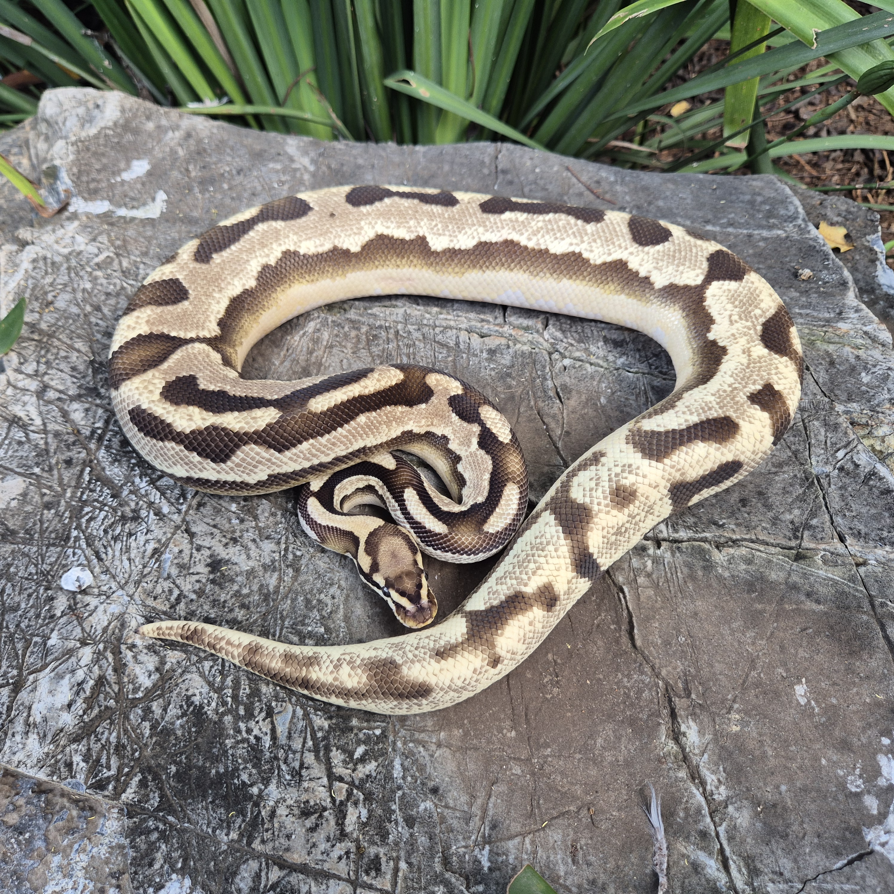 Ball Python Leopard Orange Dream Vanilla Het Pied 66% Possible Het Clown