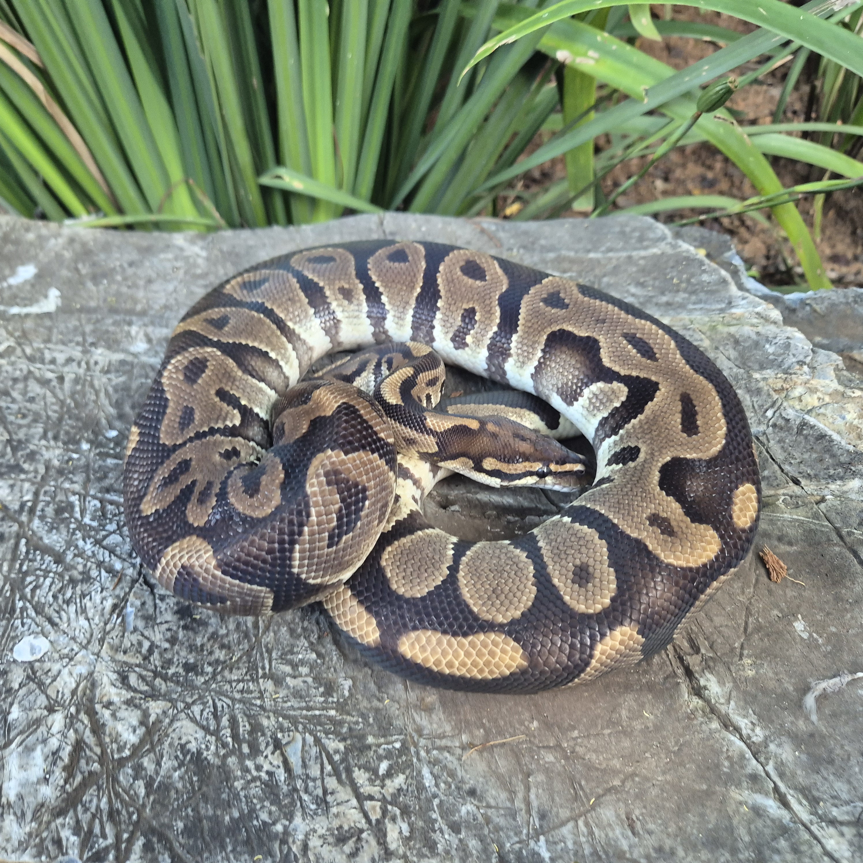 Ball Python Leopard