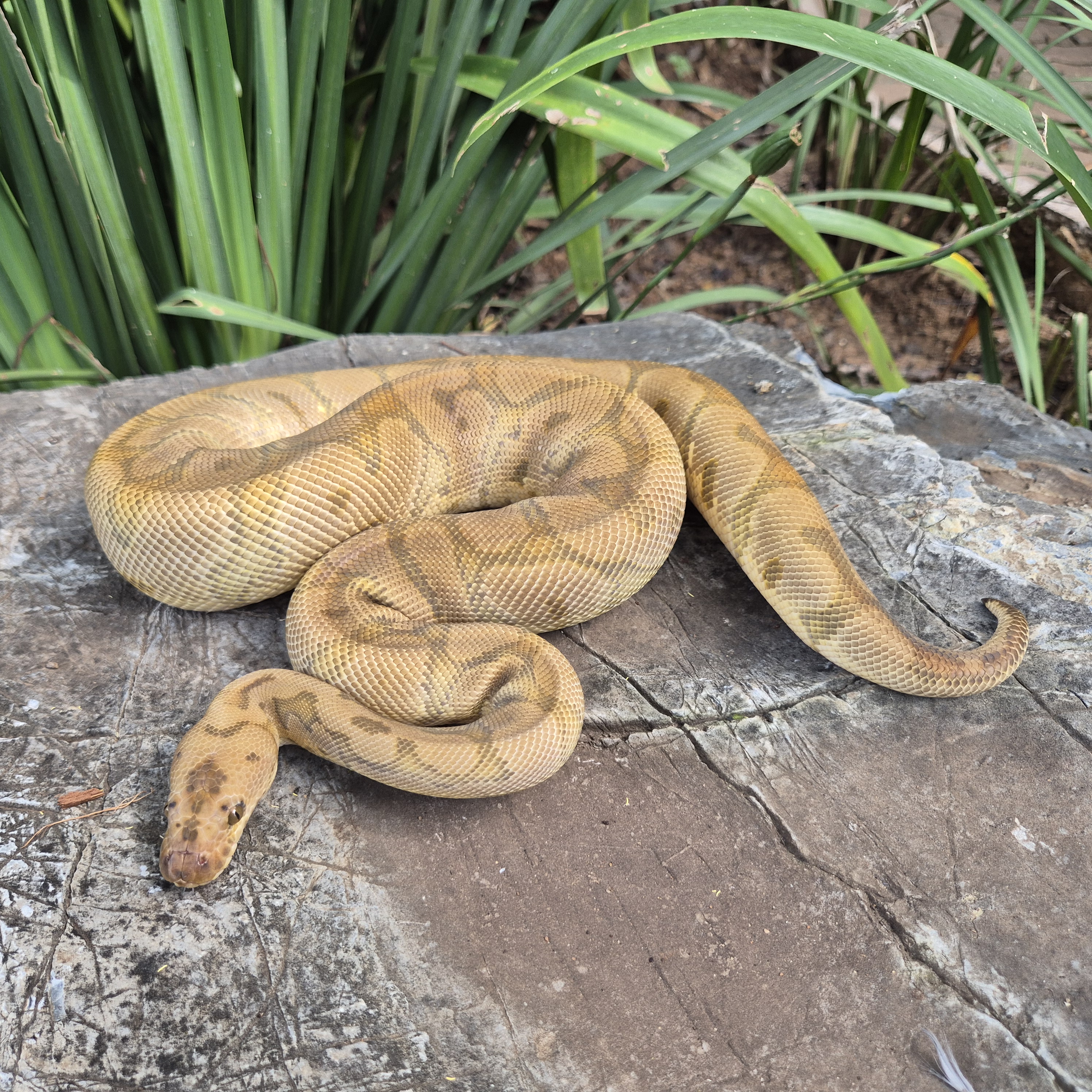 Ball Python Hidden Gene Woma Clown 50% Possible Het Piebald