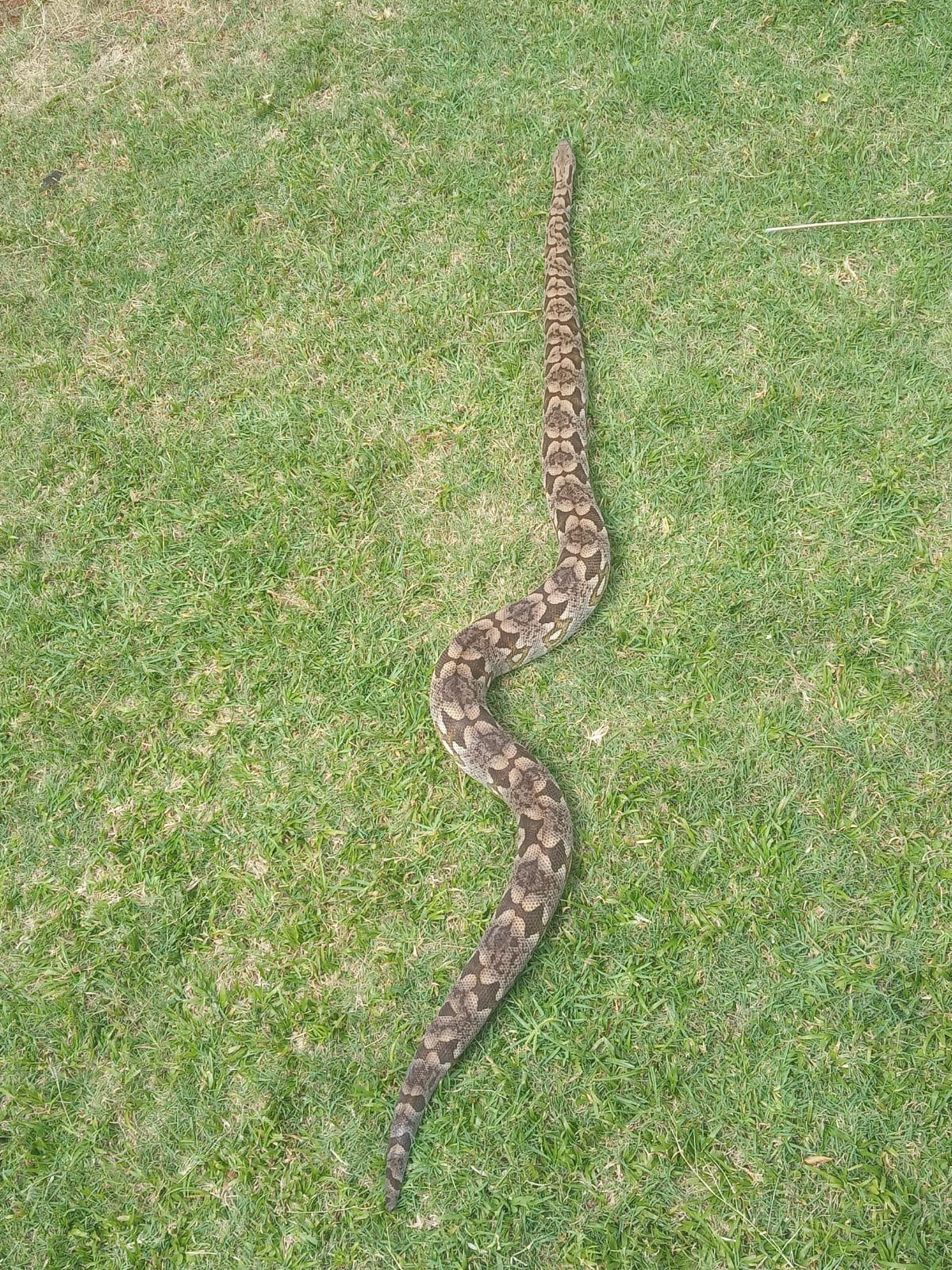 Image of Dumeril Boa Trio 1