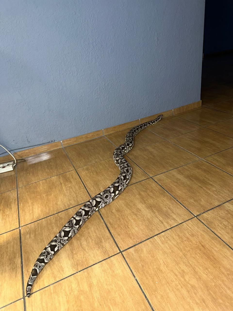 Image of Dumeril Boa Trio 2