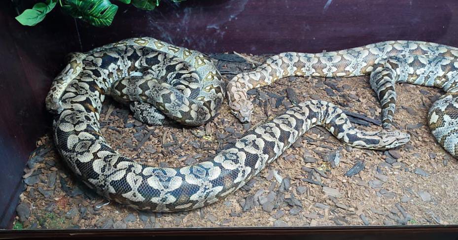 Boa Constrictor Dumeril Boa Trio