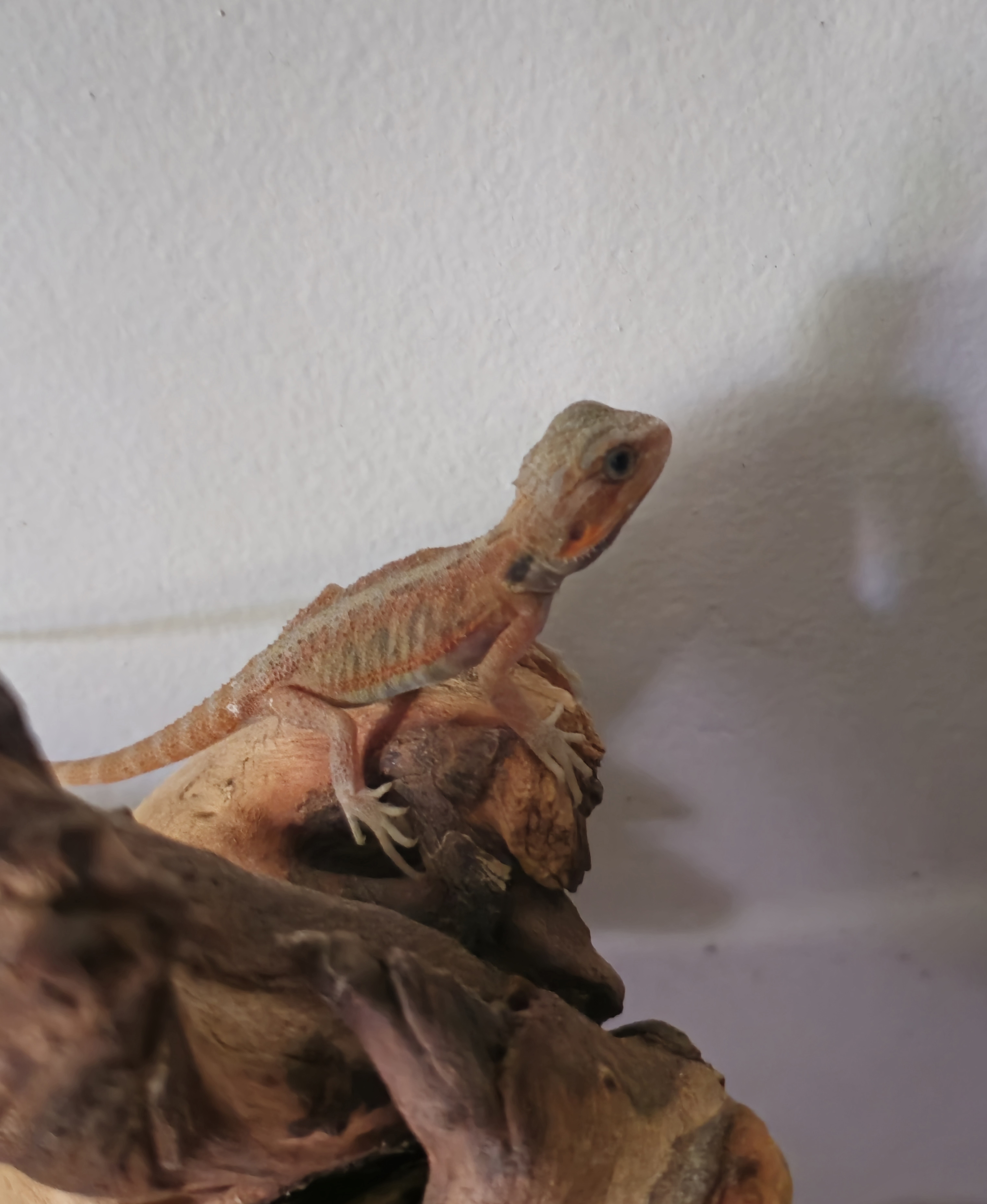 Image of Red translucent 001 1