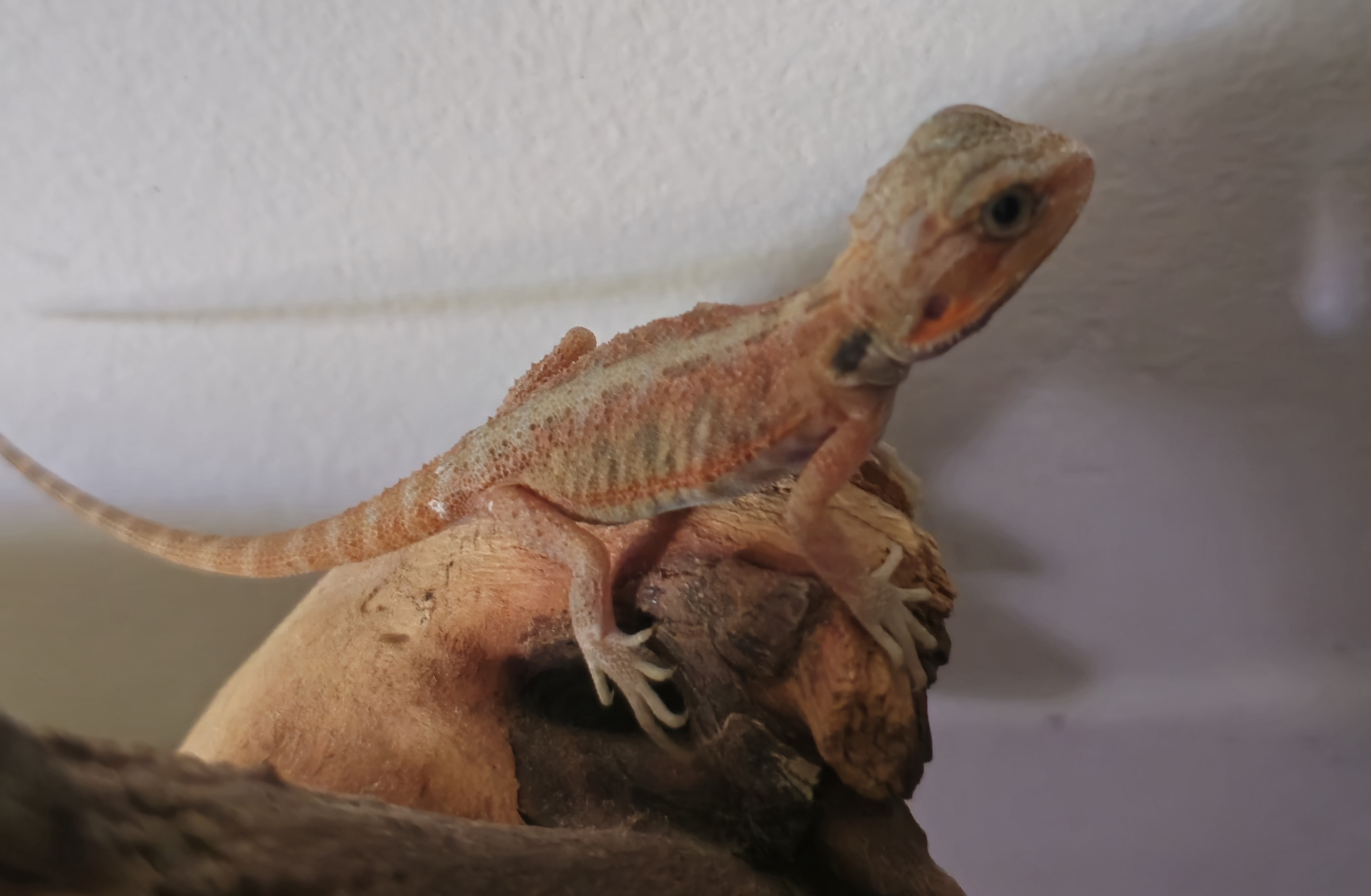 Bearded Dragon Red translucent 001