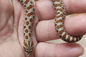 Citrus 100% het Albino hognose