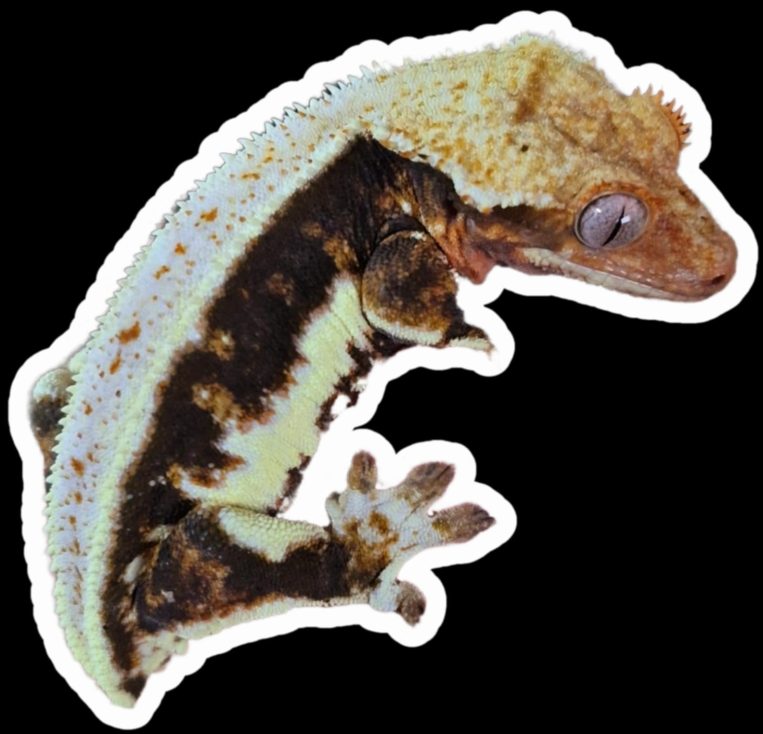 Viva_VivariumZA logo