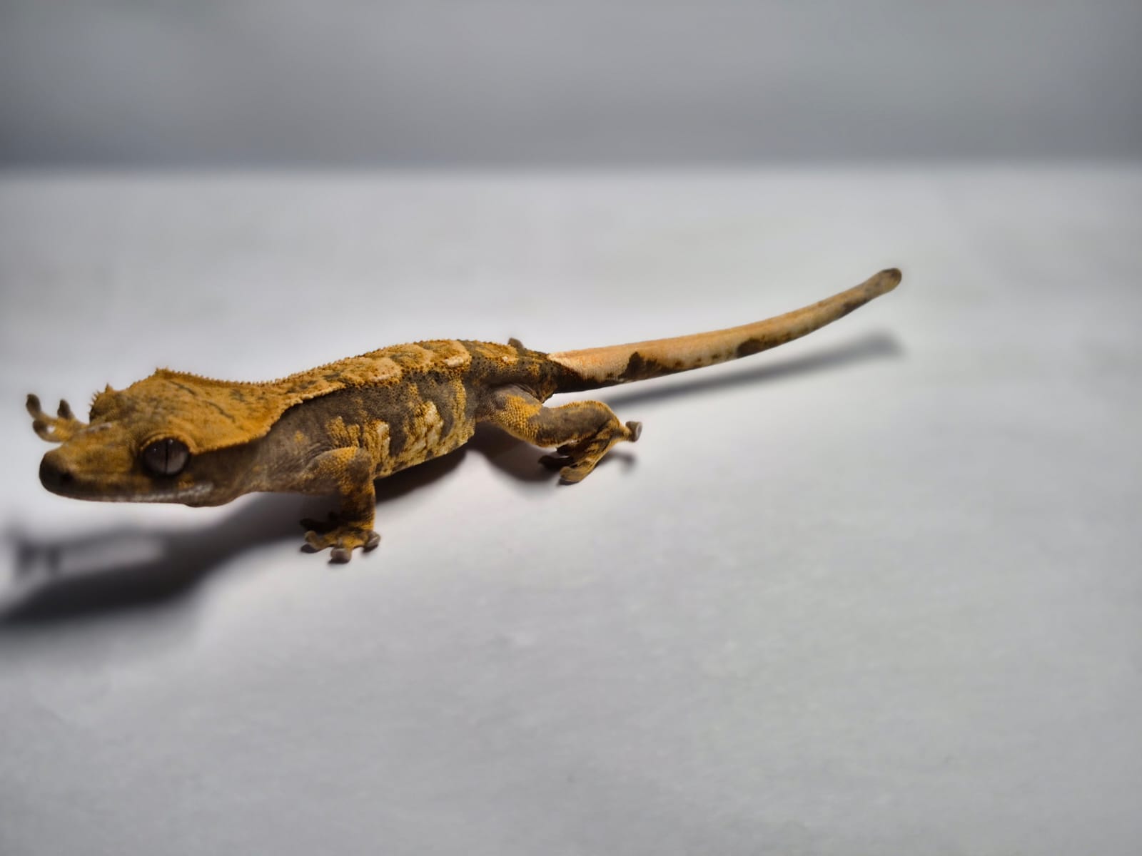 Viva_VivariumZA cover