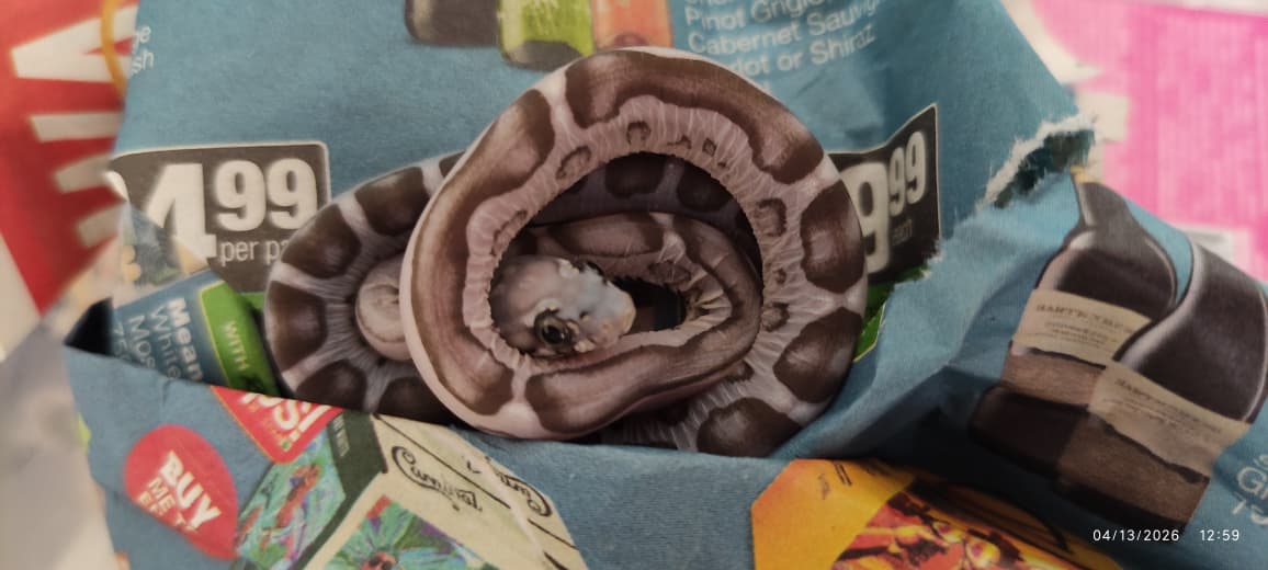 Corn Snake Scaleless Anery