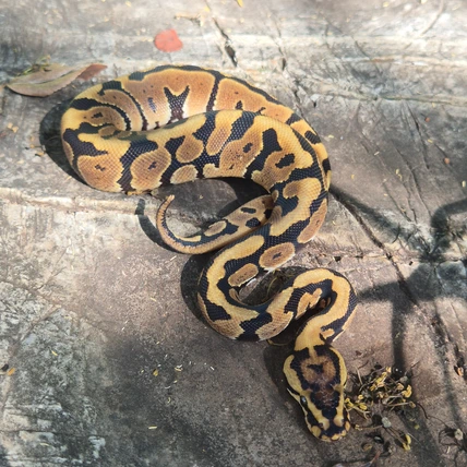 Ball Python Spotnose Het Clown