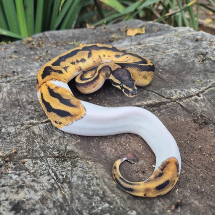 Ball Python Piebald