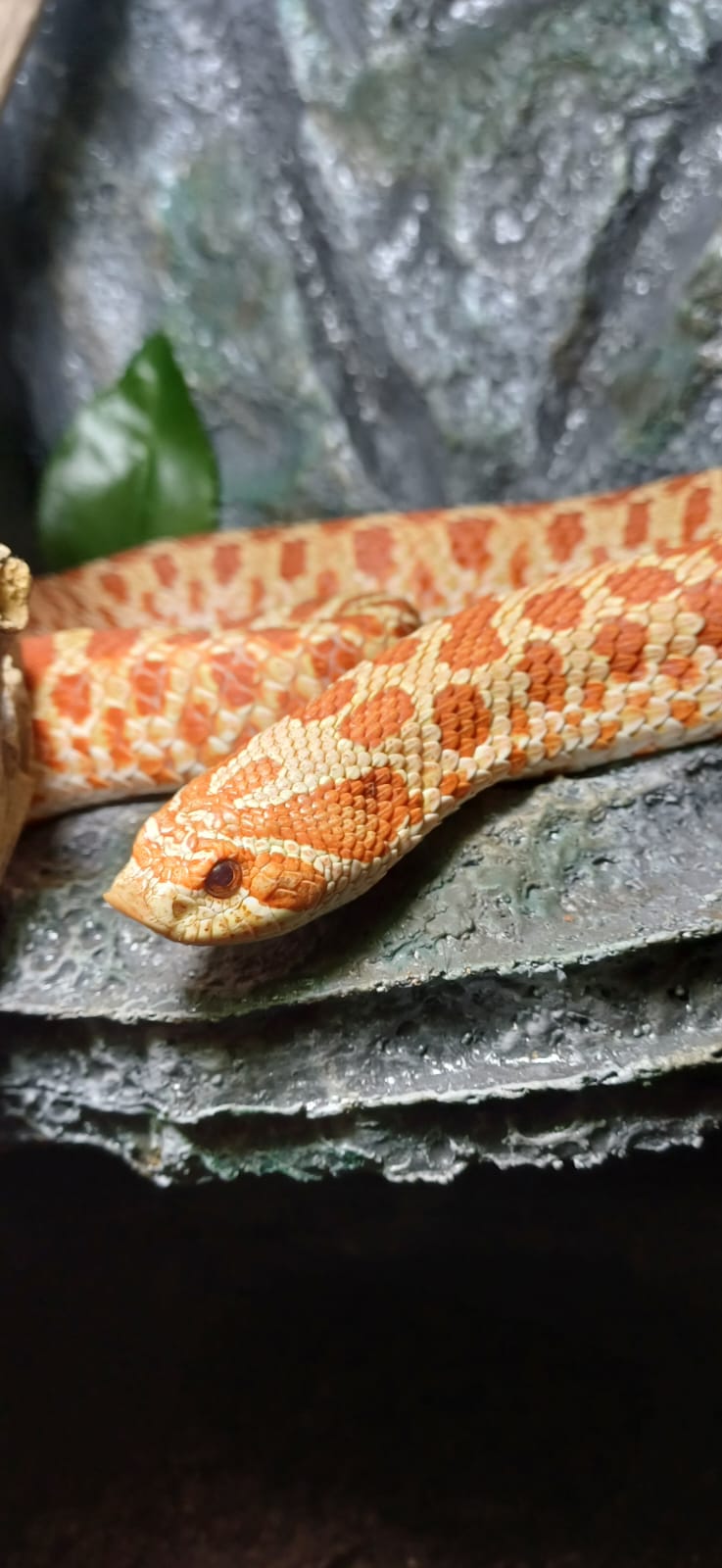 ProHerp Exotics cover