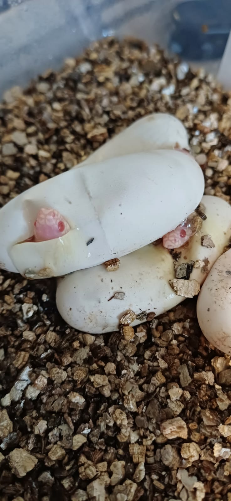 ProHerp Exotics photo 1