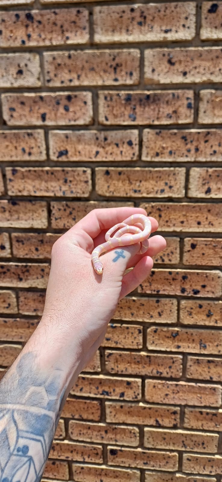 ProHerp Exotics photo 2