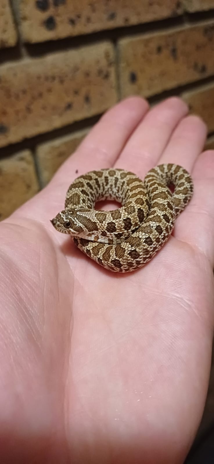 ProHerp Exotics photo 3