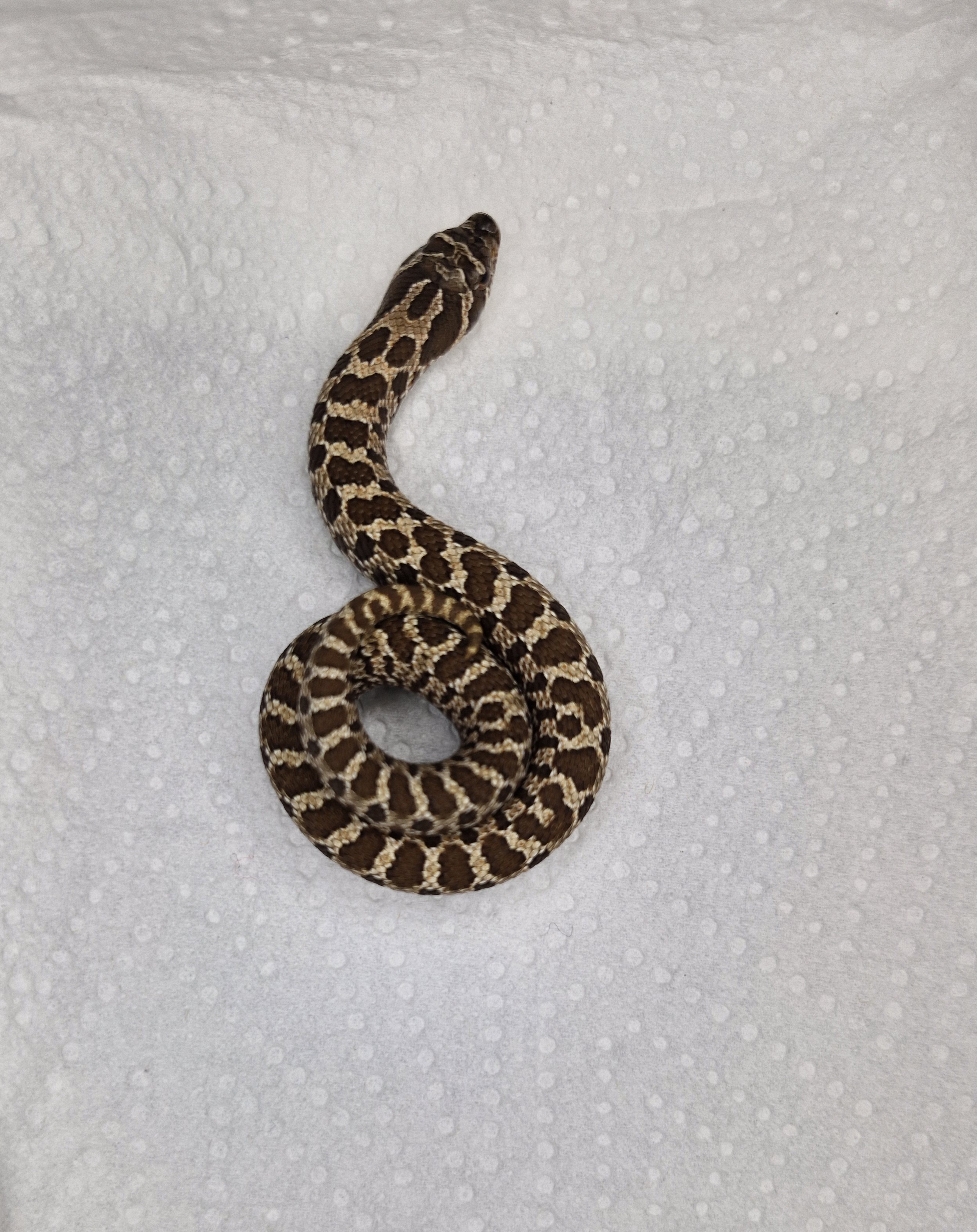 ProHerp Exotics photo 4